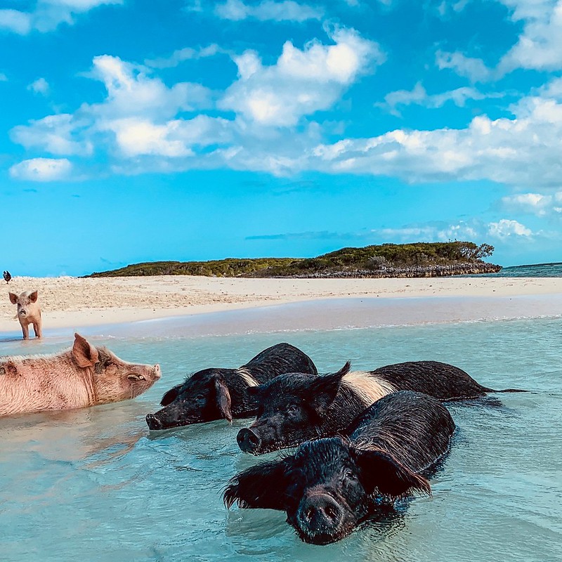 Pig Beach Bahamas