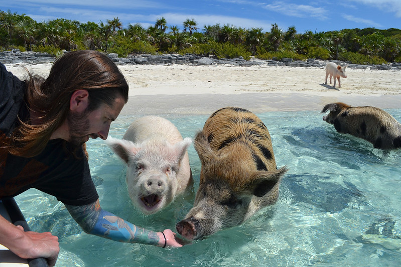 Pig Beach Bahamas