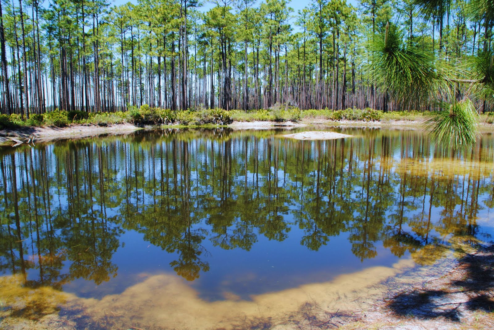 Displaying Pictures of Okefenokee Swamp on Animal Picture Society