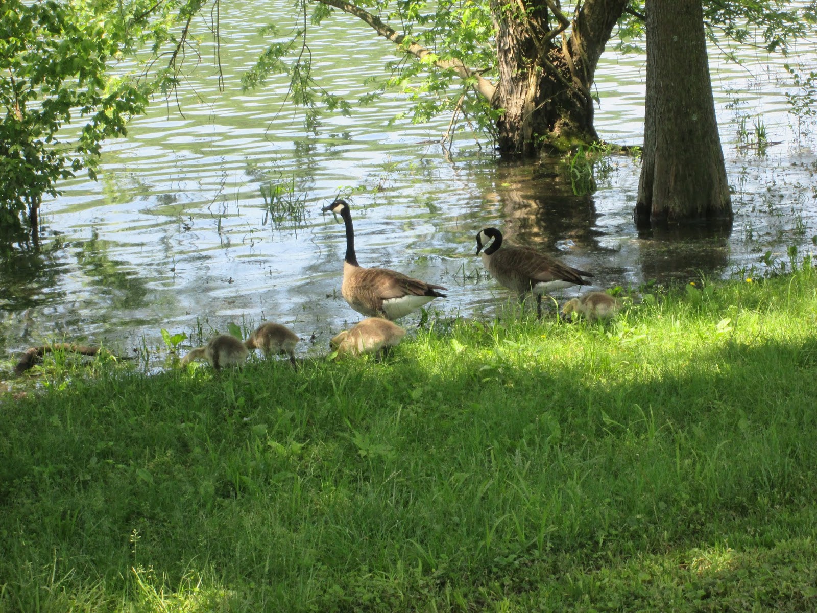Empire Park 1000 foot sidewalk!