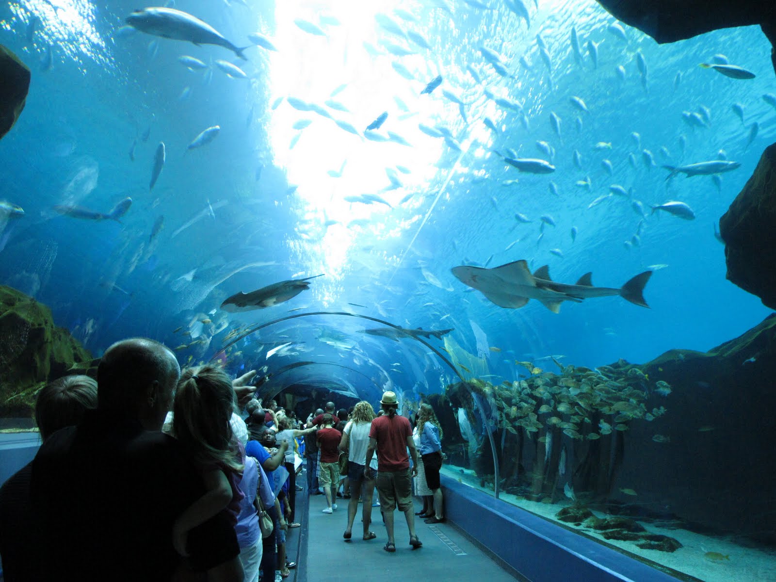 Wings & Wildflowers Aquarium