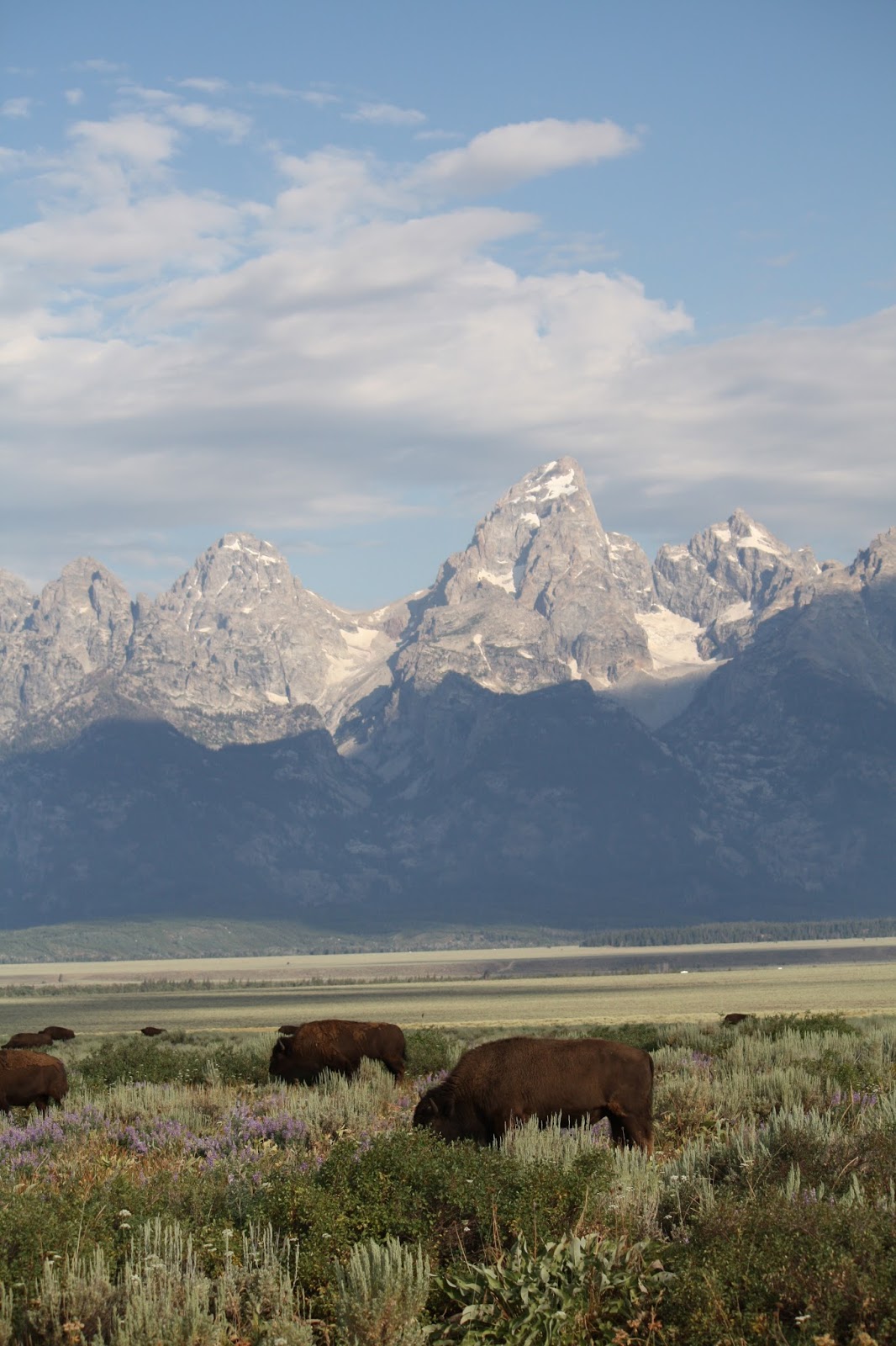 An American Safari Grand Teton National Park