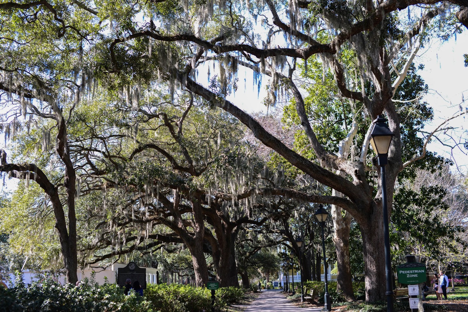 Liz Olensky Photography